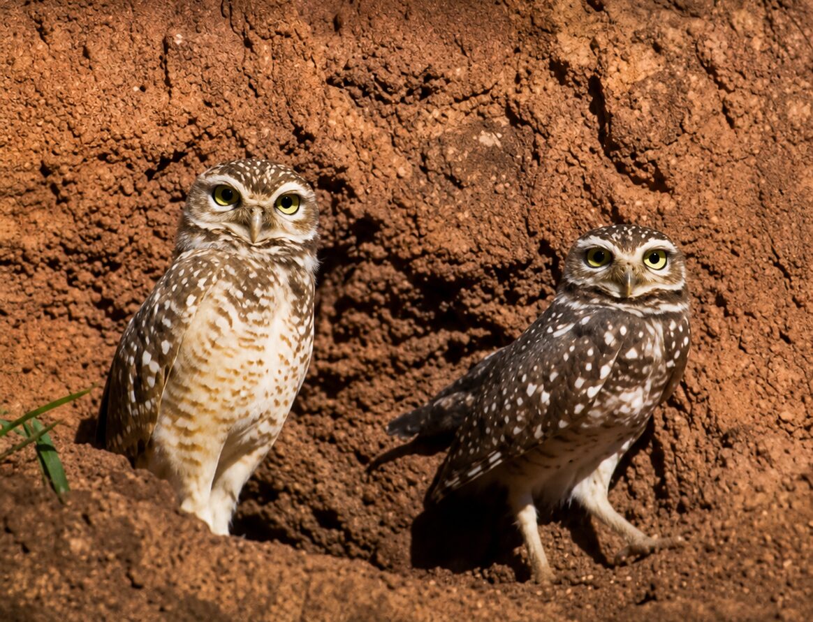 Coruja-Buraqueira, ave símbolo de Bragança Paulista